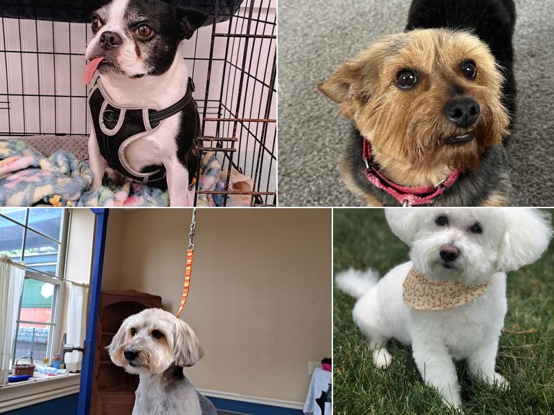 Tiffany's Grooming Salon