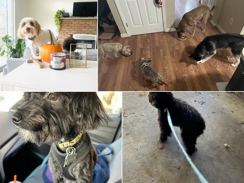 Cristi's Dog Grooming