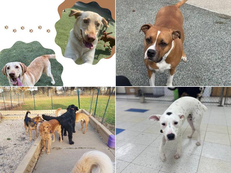 Preppy Pet of Warminster