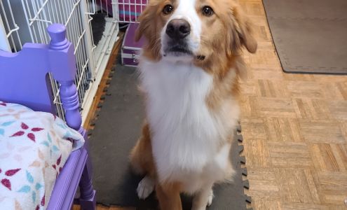 Doggie Doos & Kitties Too