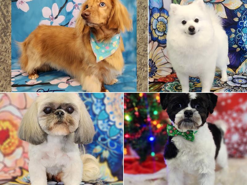 Bark-O-Lounger Grooming