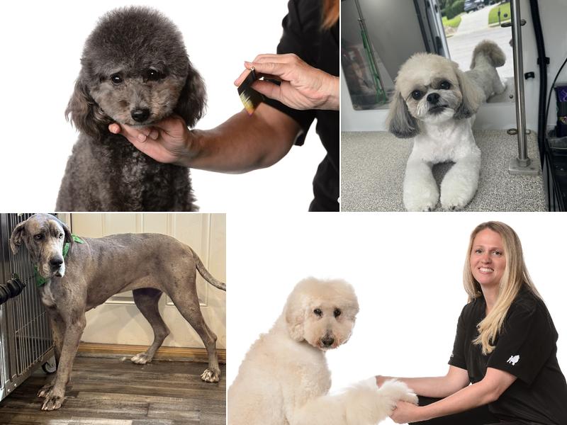 Kristi's Fancy K-9's