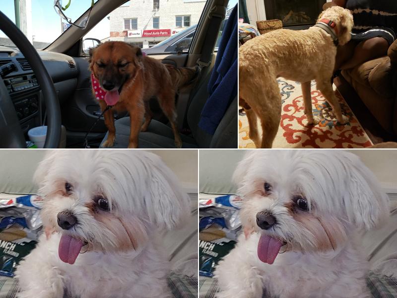 The Pooch Parlor Salon & Mobile Grooming