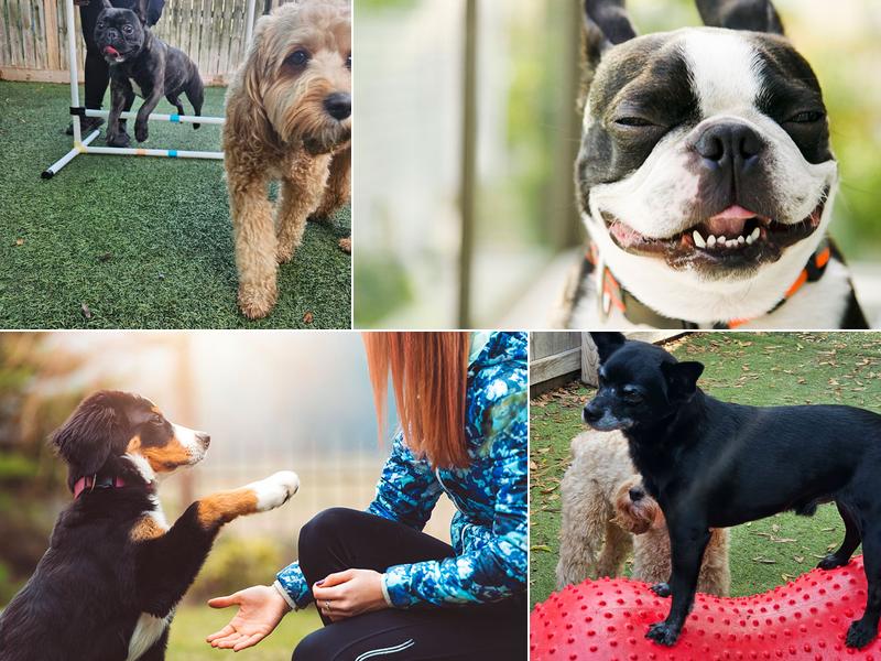 Dog Tired Pet Services