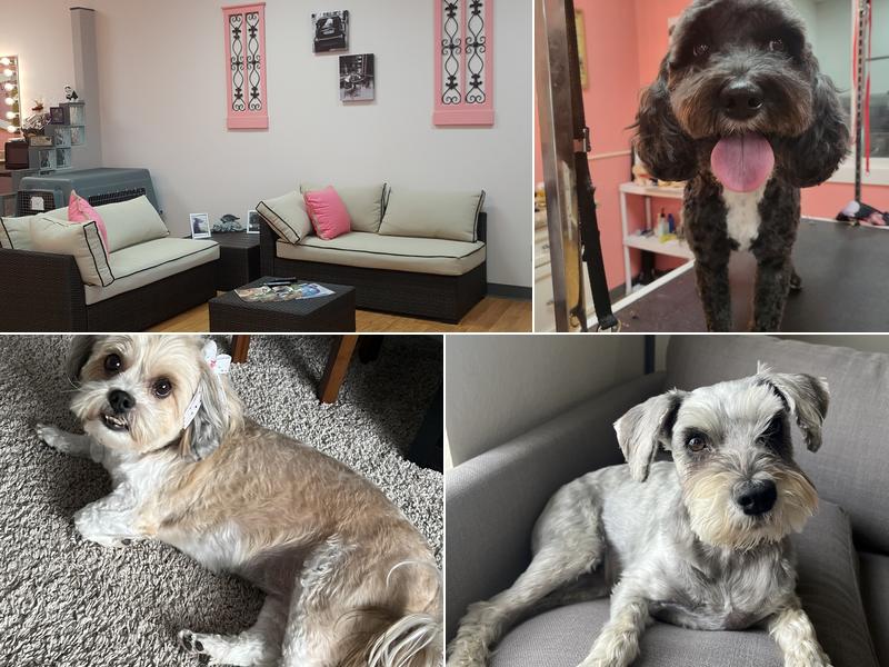 Classy Canine Pet Grooming