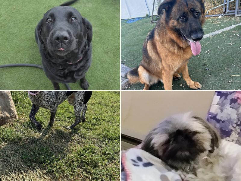 Red Hydrant Inn and Playground