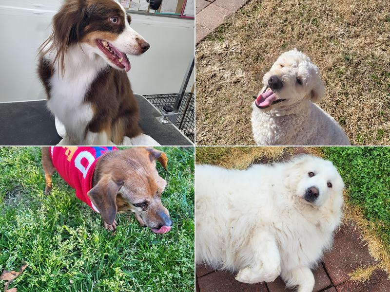 Lark Meadow Boarding & Groom