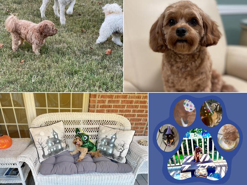 Clint's pet grooming / Groomingtails