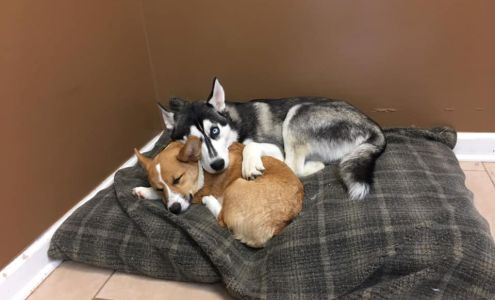 Bow Wow Dog Spa 2304 Park Plus Dr, Columbia Tennessee 38401