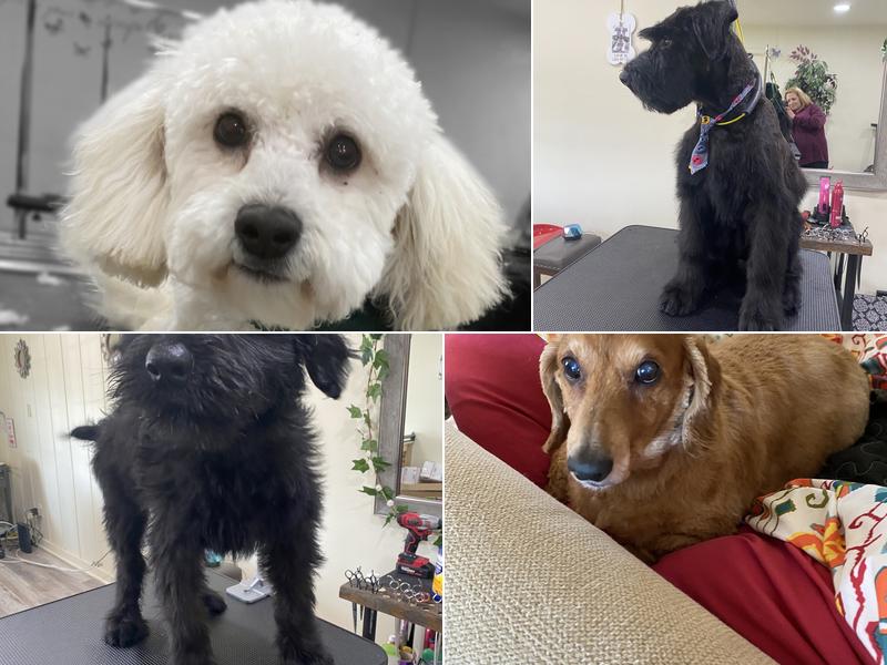 Boney & Claude's Pooch Salon