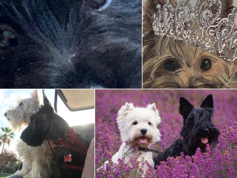 WASH AND WAG PET GROOMING