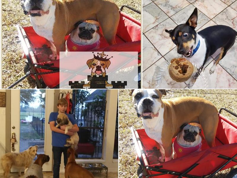 The Canine Castle LLC (of Alvin, Texas)