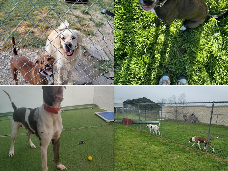 Karma's Cozy Kennel & Spaw