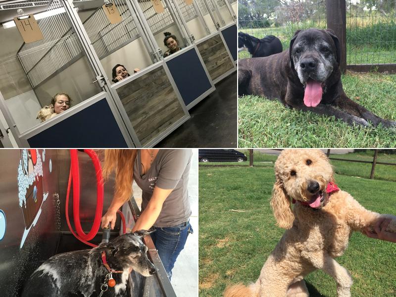 Salty Dog Pet Resort