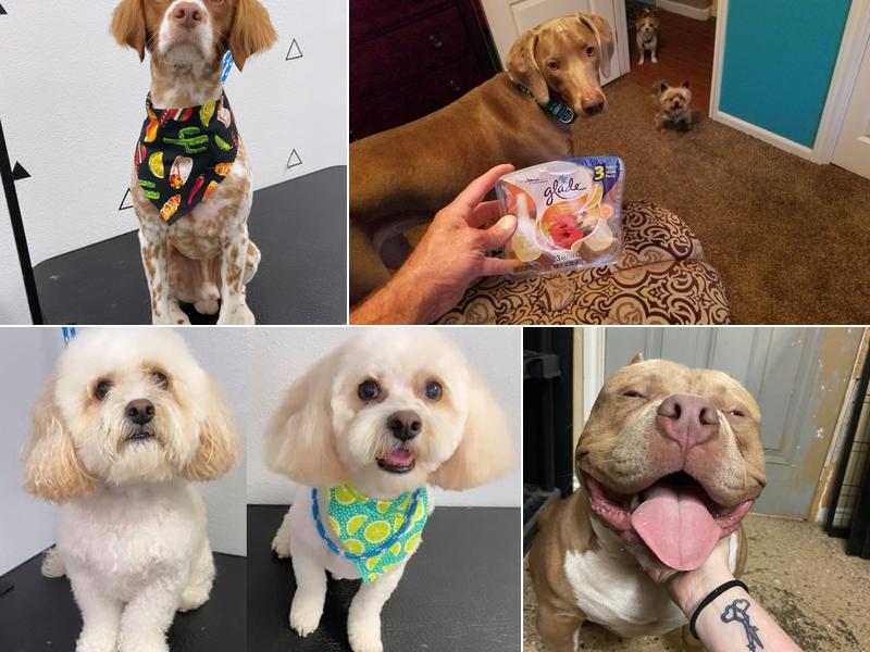 Bruno's Bath House Dog Spaw & Resort