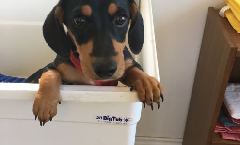 The Puppy Parlor 3133 Oak Ridge Dr, Horseshoe Bay Texas 78657