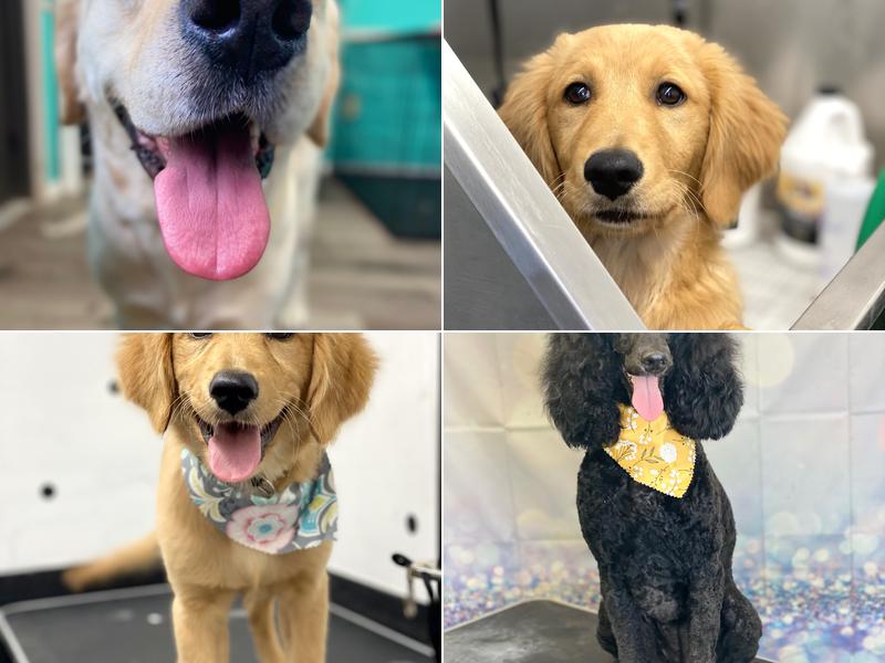 Daisys Groom Room LLC