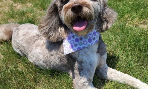 Pet Styling by Mimi 1028 N Main St, Boerne Texas 78006