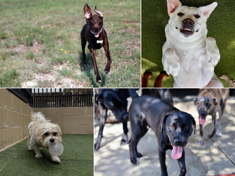 The Wagmore Pet Resort