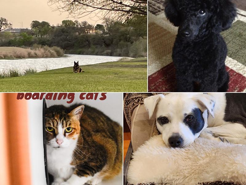 Paws & Claws Pet Resort