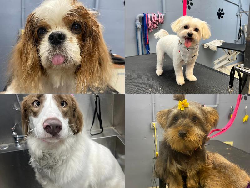 Orchard Dog Grooming