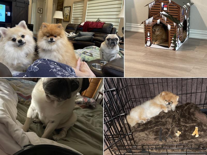 A Pet Lover's Sitting and Grooming Service