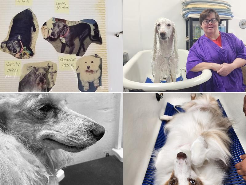 Barbara's Canine Clips N Bows