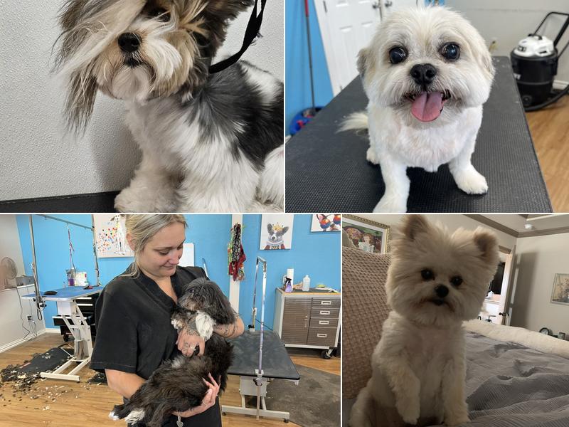 Shampoochie Pet Grooming