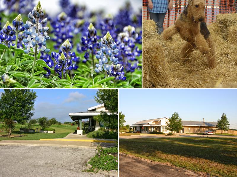 Countryside Pet Resort