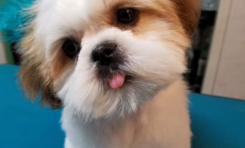 Diggidy Dog Roanoke/Keller