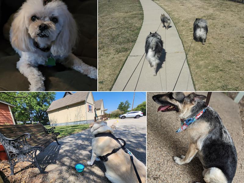 Diamonds 'n the Ruff