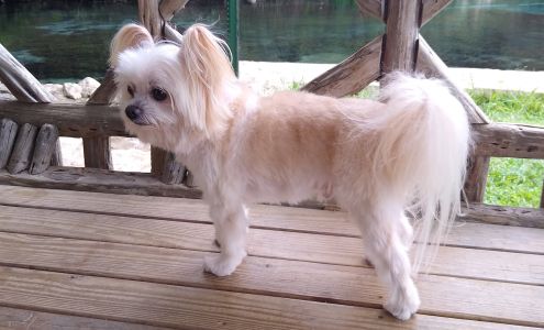 Nellie’s Dog Grooming 1428 old, Old Ranch Rd 12, San Marcos Texas 78666