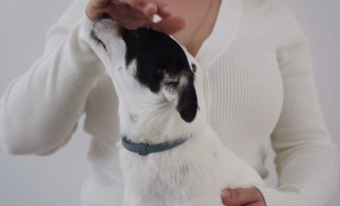 Mary Grooming Salon 14026 Horizon Blvd #3, Horizon City Texas 79928