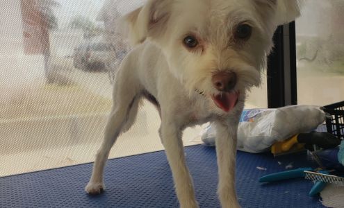 Precious Dog Grooming Mobile Service