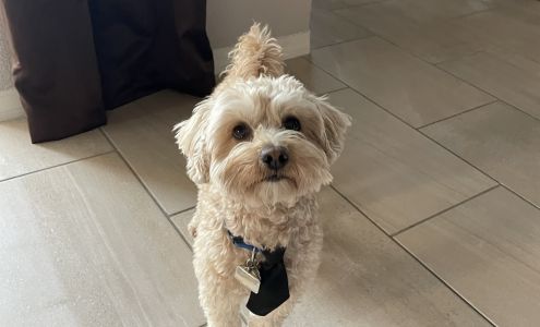 Scappy's Pet Salon and Grooming