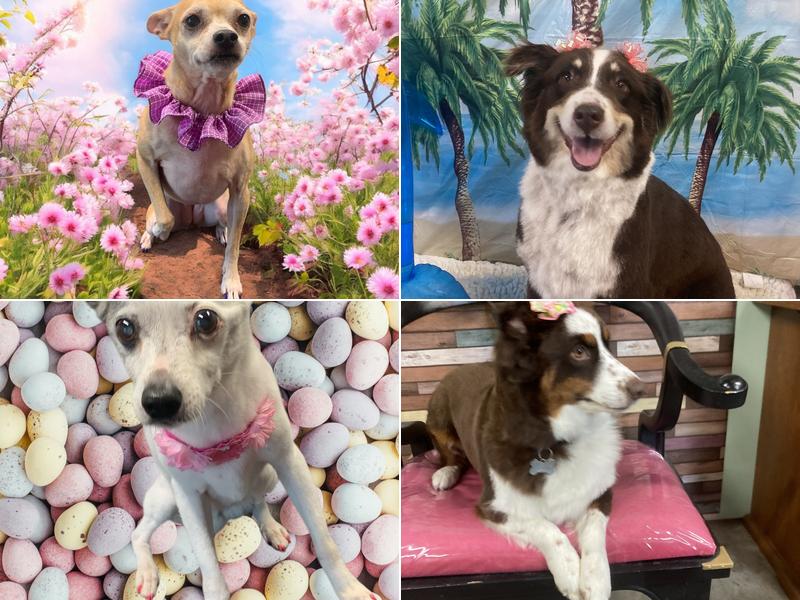 Sittin’ Pretty Pet Spa & Boutique