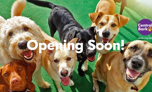 Central Bark Amarillo