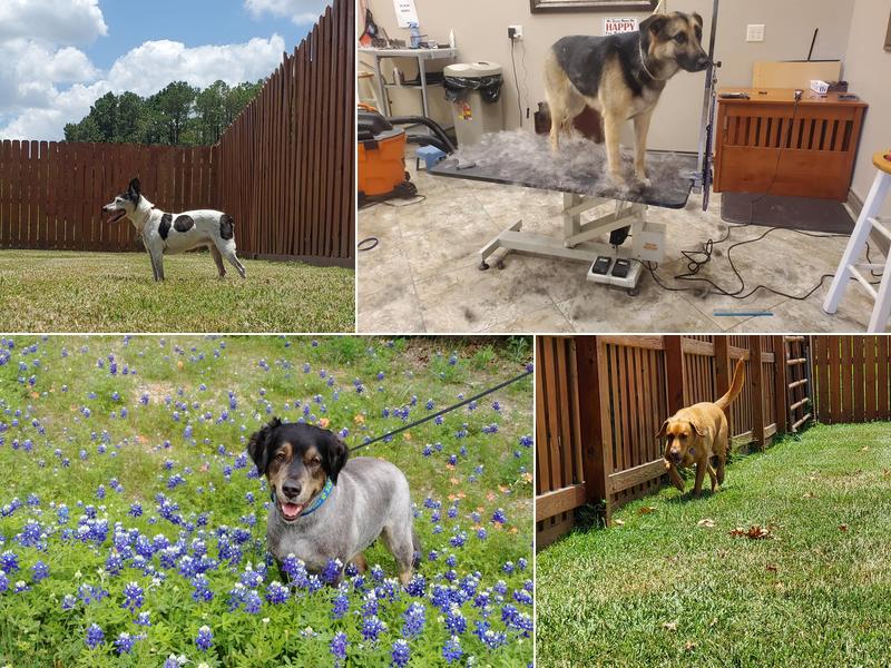Home On The Range Boarding and Daycare