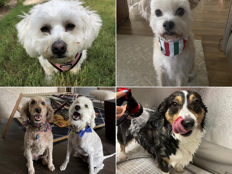 Woof Gang Bakery & Grooming Circle C