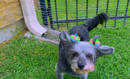 A Dog's Life Pet Salon & Boutique 7812 Louetta Rd, Spring Texas 77379