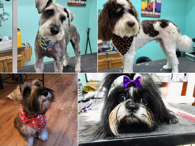 Rainbow Paws Pet Salon