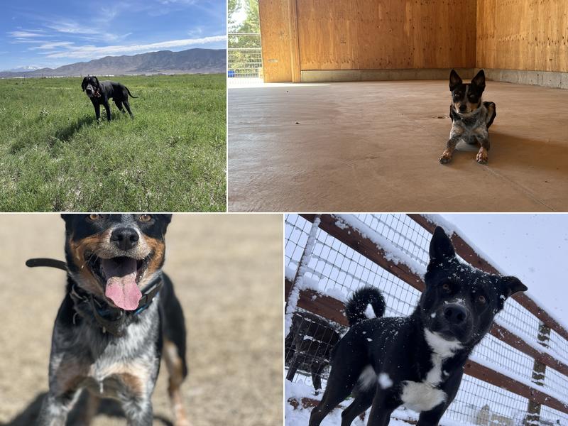 Eagle Mountain Dog Boarding and Grooming