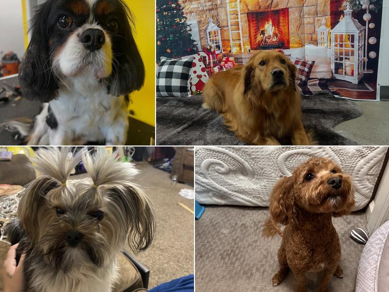 Lucky Dog Pet Grooming