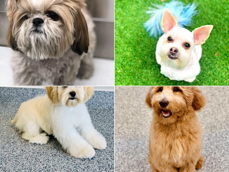 Guardian Angel Grooming llc