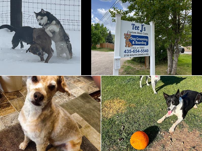 Tee J's Custom Mutt Cuts