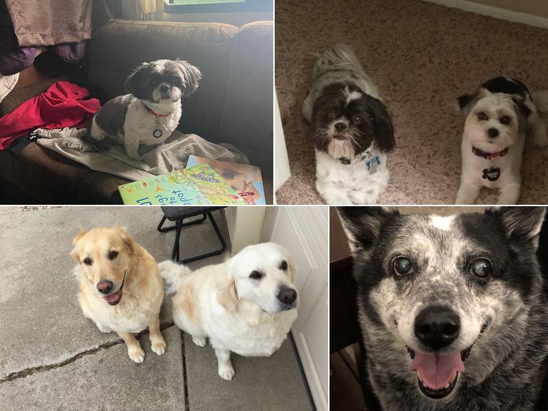 Shampoodles Doggie Day Spa