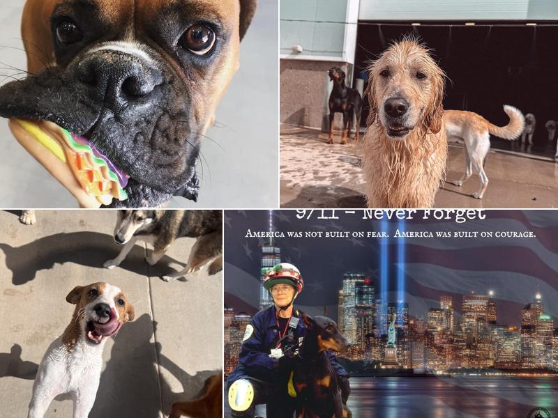 Unleashed Pet Resort