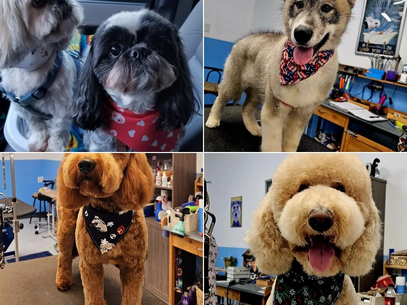 Papaw's Pet Paradise, Inc.