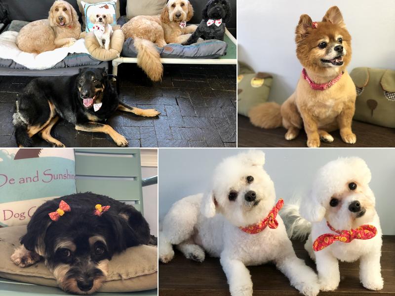 DeDe and Sunshine Dog Grooming