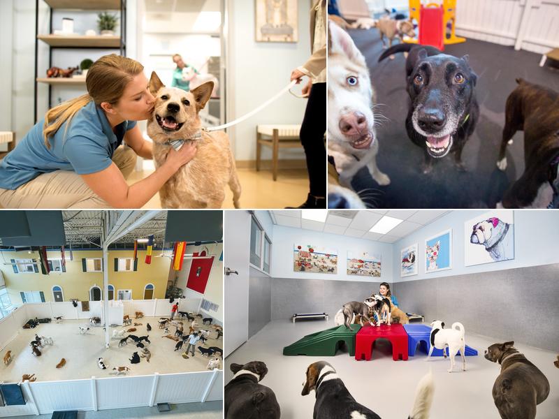 Healthy Hound Playground and Grooming Salon & Spa
